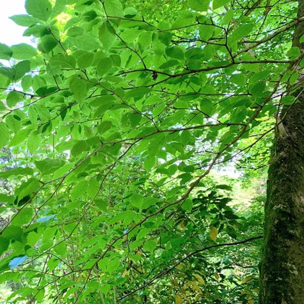 アオハダ 苗 【アオハダ】 ポット苗 苗木 植木 花木 庭木 シンボルツリー 落葉樹 高木 里山の木 自然派ガーデン 雑木各地の山地に生えるモチノキ科の落葉高木です。樹形が端正で葉と果実のコントラストが美しいことなどから、庭園等にも植栽され...