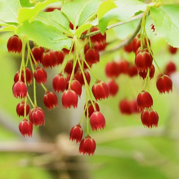 ドウダンツツジ 苗 【紅ドウダンツツジ】 ポット苗 ツツジ 里山 苗木 植木 花木 庭木 シンボルツリー 紅葉 雑木 落葉樹 中木鮮やかな紅色のドウダンツツジです。紅更紗ドウダンに似ていますが、ベニドウダンのほうが赤がはっきりしています。「...