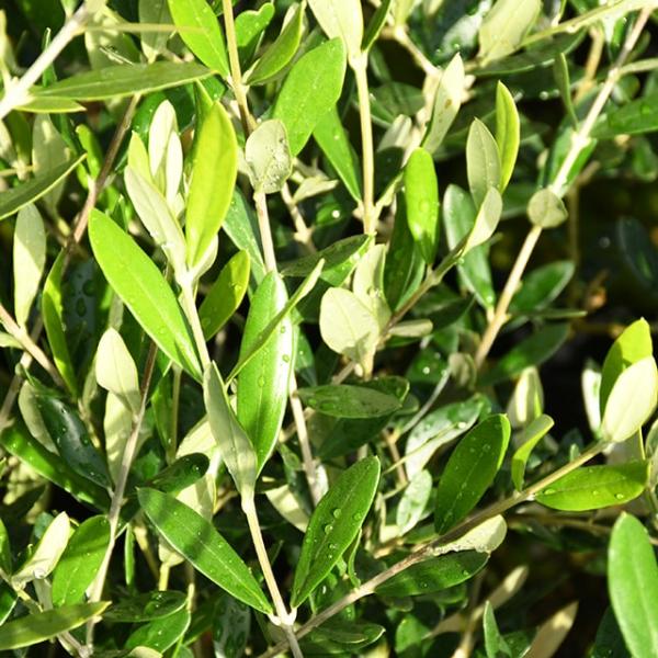 オリーブの木　カロレア 小倉園 オリーブ・カロレア 8号鉢 オリーブの木 鉢植え 人気