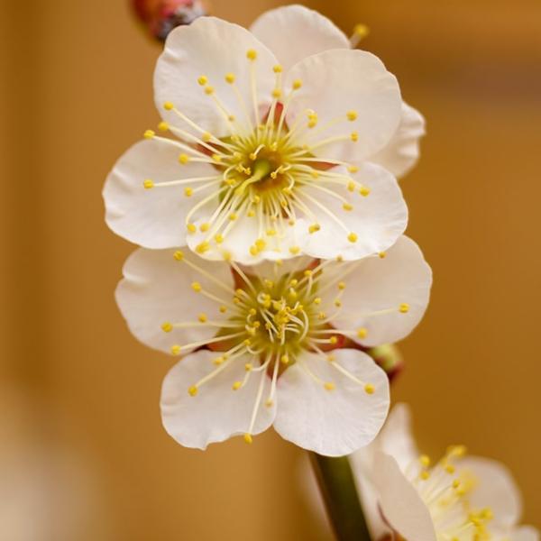 花梅 苗 【白花 冬至梅 （とうじばい）】 1年生 接木苗 はなうめ 苗木 庭木 落葉樹 シンボルツリー野梅性の白花で中輪一重の極早咲き。冬至梅は早春の花として人気の花梅の中でも特に開花が早く、新春の飾り物として人気です。枝が細く、鉢植えや...
