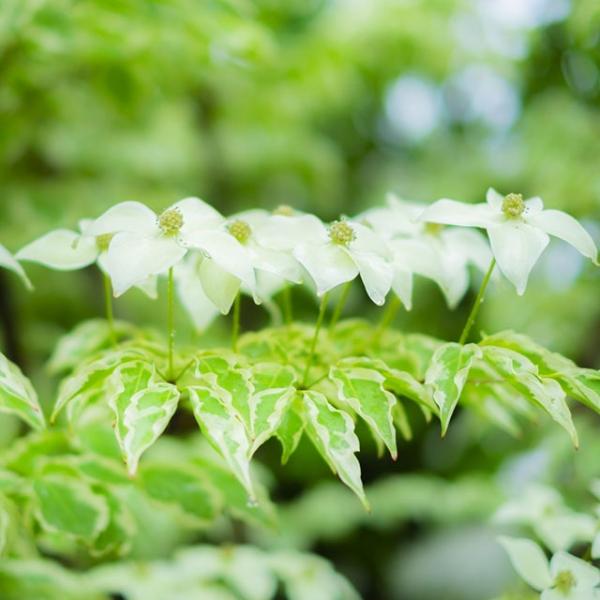 ヤマボウシ ウルフアイ