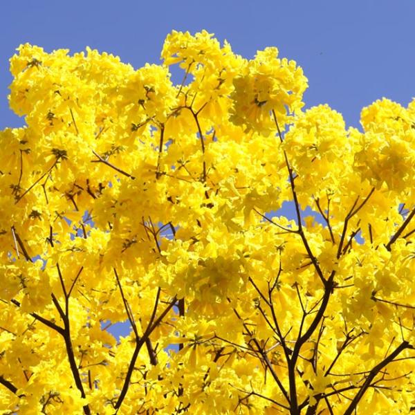 植え替え時イペーの苗木1本樹高1.3m春に鮮やかな黄色の花を咲かす希少な木です。 hanahiroba_tn06-f16n040-01