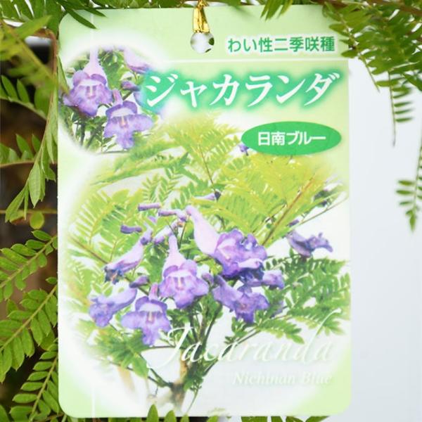 ジャカランダ 苗 【日南ブルー】 接ぎ木苗 紫雲木 キリモドキ ハワイ桜 矮性 苗木 庭木 半耐寒性 落葉 低木南米原産のわい性二季咲種。ジャカランダは世界三大花木の1つとして数えられる花木です。3〜5cmくらいのブルーがかった紫花を二度咲...