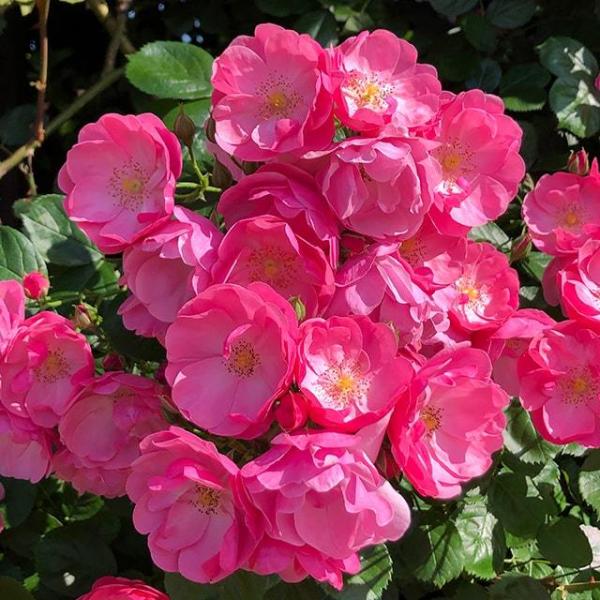 バラ 苗 【つるバラ アンジェラ (CL) 四季咲き】 2年生 接ぎ木 大苗