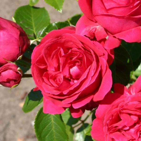 o c yo Gf[Y (CL) G炫z 2N ڂ c