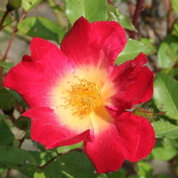 o c yo RNe[ (JNe) iCL) Ԃ炫z 3N ڂ 1.3m c (ڕc)