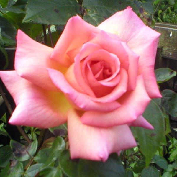 o c yo RpbV (CL) Ԃ炫z 2N ڂ c