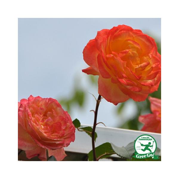 o c yo XyNg (CL) lG炫z 2N ڂ c