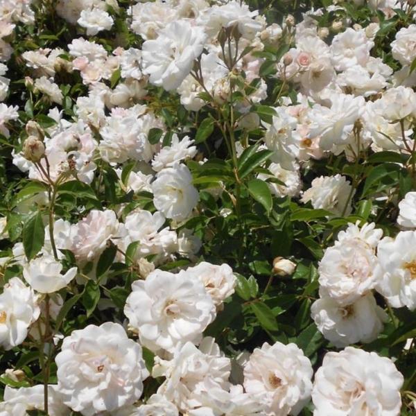 o c yo ACXo[O (CL) G炫z 2N ڂ c