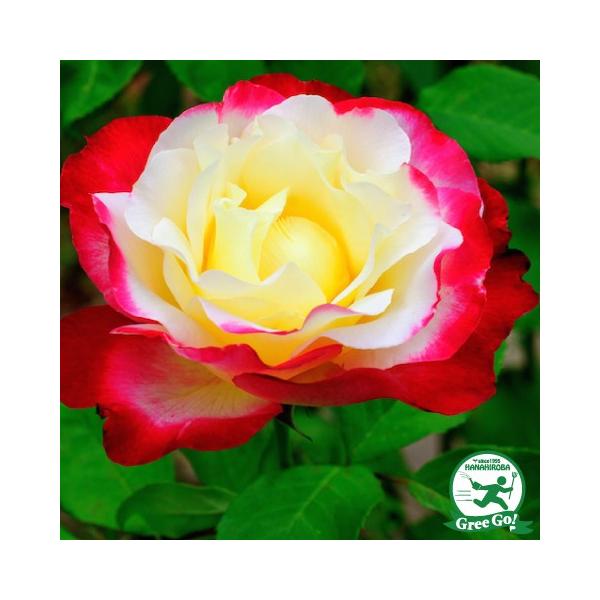 o c yo _ufCg (CL) G炫z 2N ڂ c