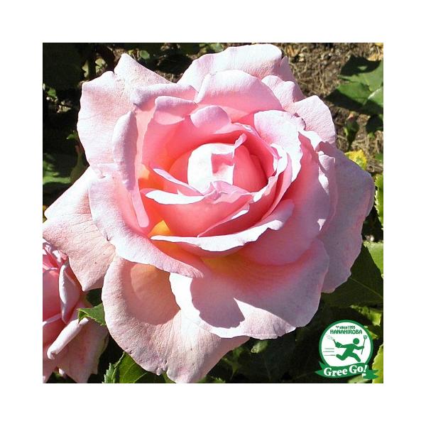 o c yo eBt@j[ (CL) Ԃ炫z 3N ڂ 1.3m c (ڕc)