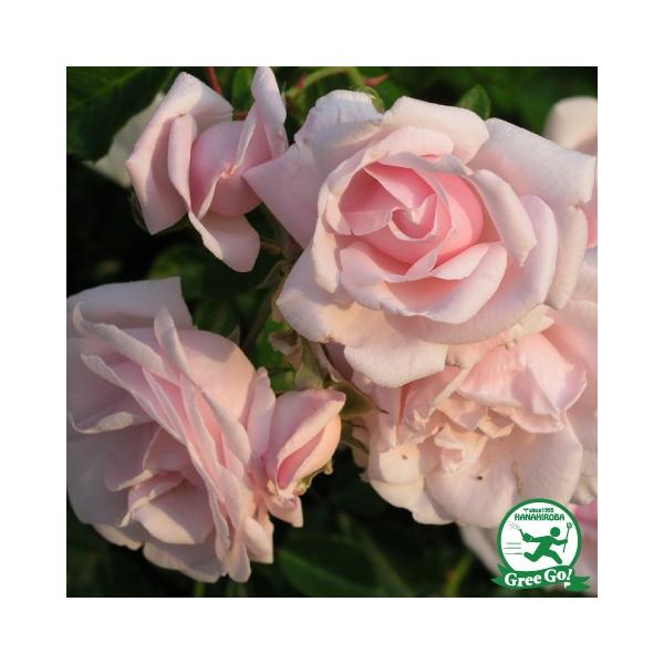 o c yo j[h (CL) Ԃ炫z 3N ڂ 1.3m c (ڕc)