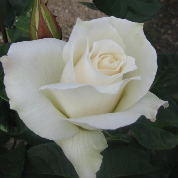 o c yo pXJ (CL) lG炫z 3N ڂ 1.3m c (ڕc)