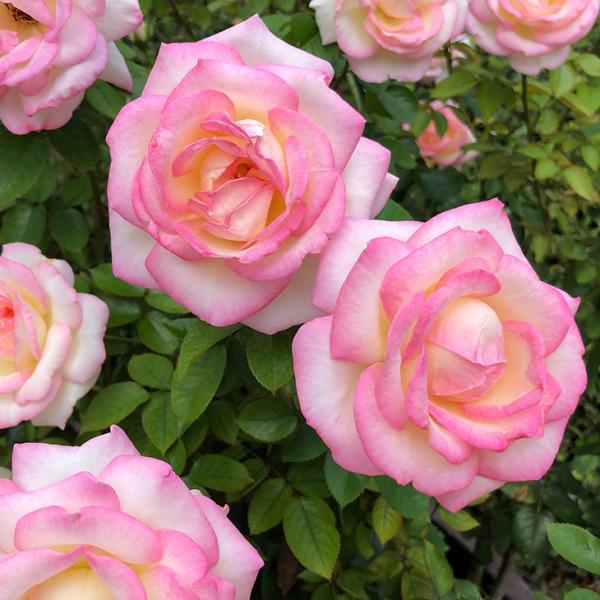 o c yo vZX h iR (CL)  Ԃ炫z 3N ڂ 1.3m c (ڕc)