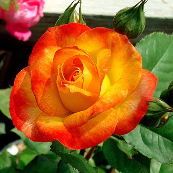 o c yo ӂꑾ (sj[^) iCL) Ԃ炫z 3N ڂ 1.3m c (ڕc)