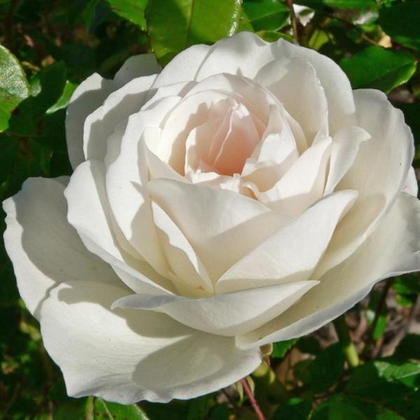 苗 つるバラ 白」の人気商品一覧 | 安い商品を通販サイトから探す