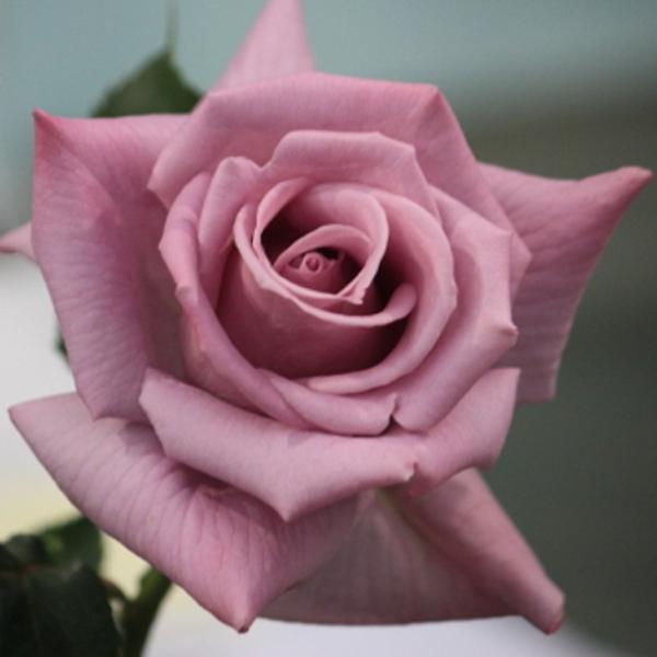 o c yo }_BI (CL)  Ԃ炫z 3N ڂ 1.3m c (ڕc)