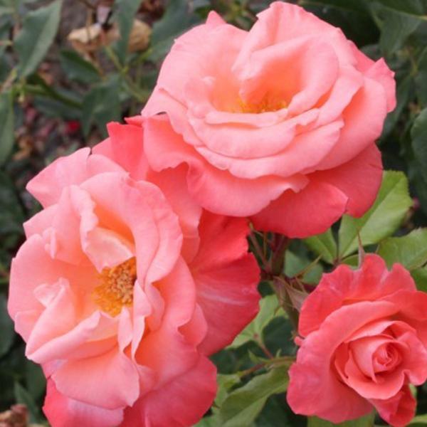 o c yo ov[GR[ (CL)  lG炫z 2N ڂ c