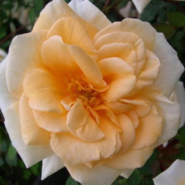 o c yo fBqh (CL)  Ԃ炫z 3N ڂ 1.3m c (ڕc)