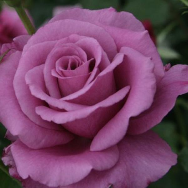 o c yVbLOu[ (FL)  lG炫z 2N ڂ c