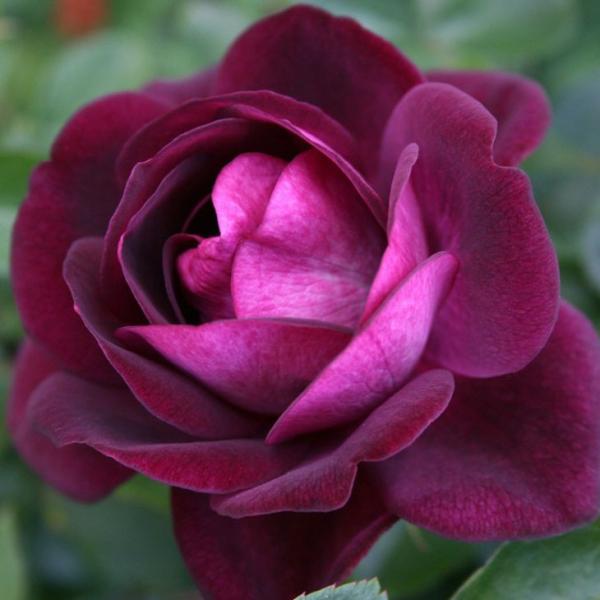 o c yo[KfBACXo[O (FL)  lG炫z 2N ڂ c