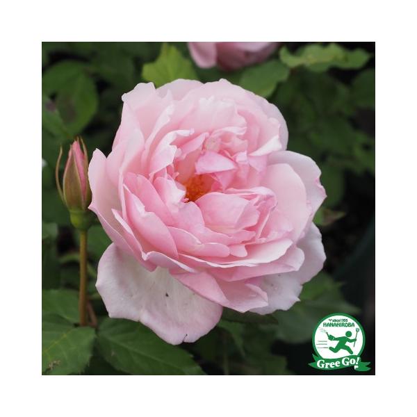 苗 オールドローズ バラの人気商品 通販 価格比較 価格 Com