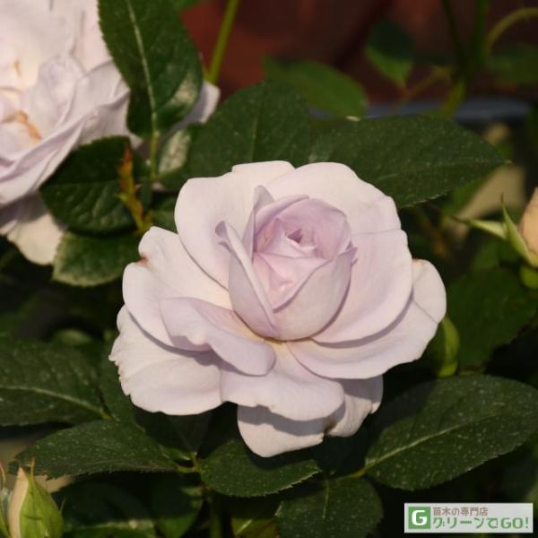 バラ 苗 【ブルーインパルス (FL) 】 1年生 接ぎ木 新苗