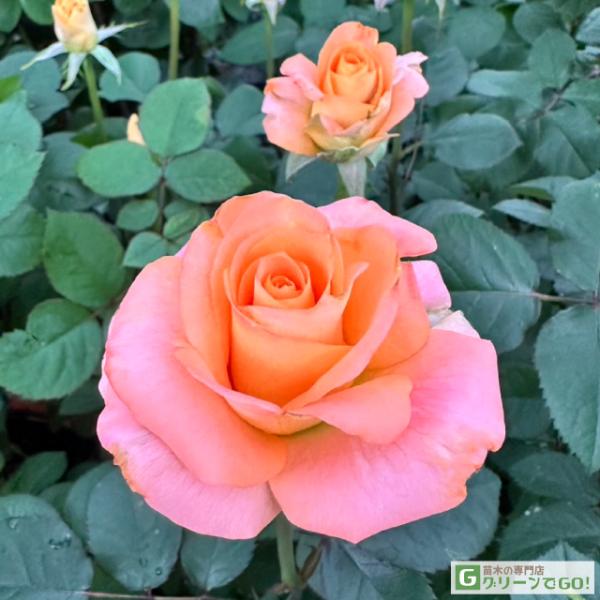 バラ 苗 【パレオ90 (HT) 大輪 四季咲き】 1年生 接ぎ木 新苗 : 苗木の