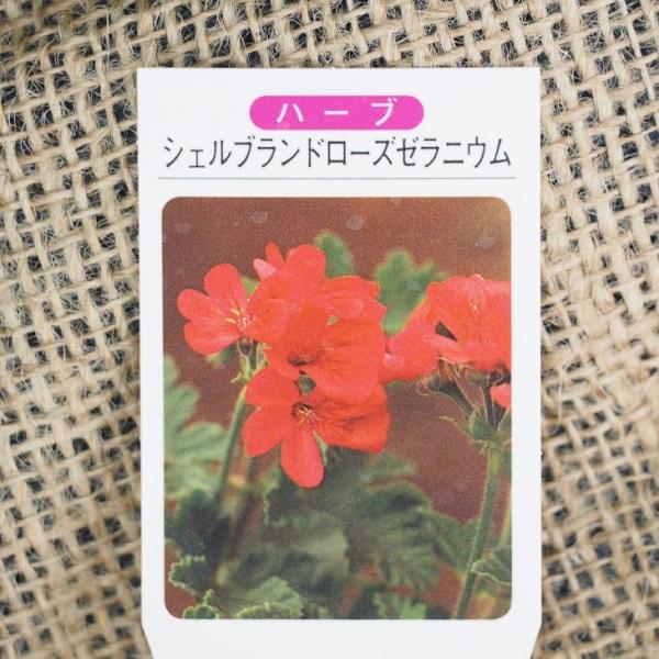 ゼラニウム 苗 シェルブランドローズ ゼラニウム 3号ポット苗 Tn08 035n001 01 苗木の専門店 グリーンでgo 通販 Yahoo ショッピング