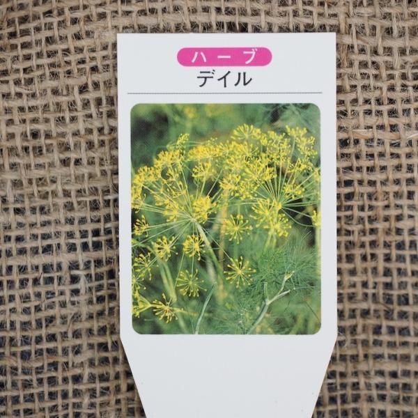 ディル 苗の人気商品 通販 価格比較 価格 Com