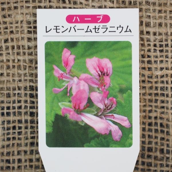 レモンバーム 苗の人気商品 通販 価格比較 価格 Com