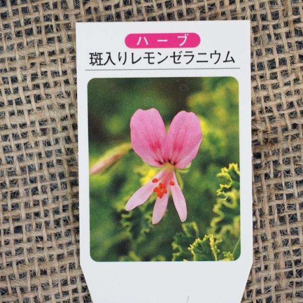 ゼラニウム 苗 ハーブゼラニウム 斑入りレモンゼラニウム 3号ポット苗 Tn08 071n001 01 苗木の専門店 グリーンでgo 通販 Yahoo ショッピング