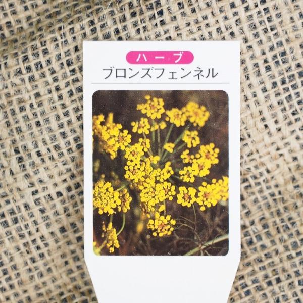 フェンネル 苗の人気商品 通販 価格比較 価格 Com