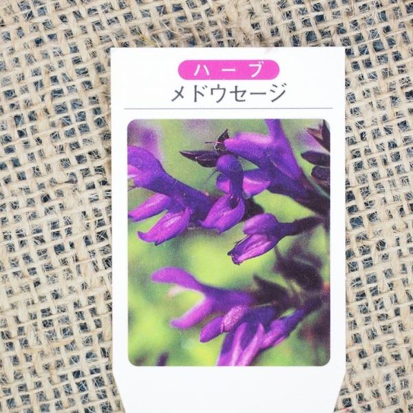 セージ 花 苗の人気商品 通販 価格比較 価格 Com