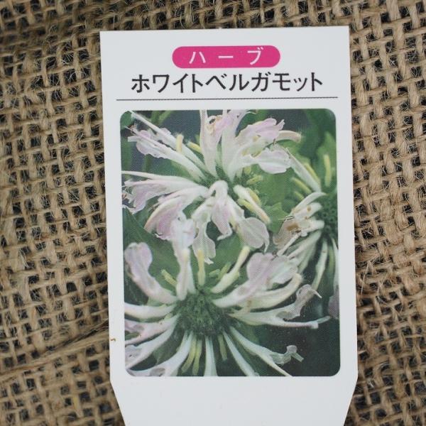 ベルガモット 苗 【ホワイト】 3号ポット苗 : 苗木の専門店 グリーンで