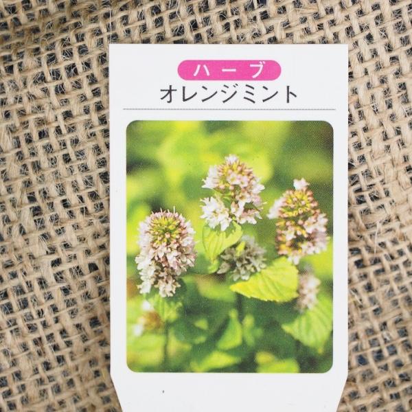 ミント 苗 【オレンジミント】 ハーブ 苗 ハーブバス ドライフラワー ポプリ 庭栽培ペパーミントの変種で、柑橘系の香りがあるオレンジミント系のミントです。小さく丸みを帯びた葉は、他のミント類と比べると厚みがうすく光沢があります。葉からは、...