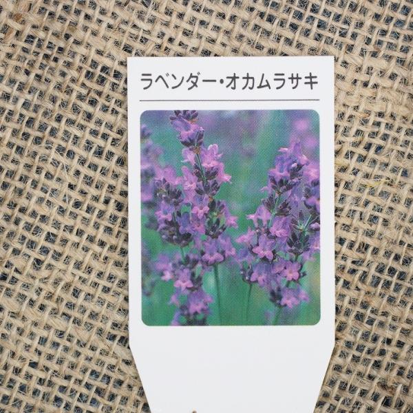 苗 イングリッシュ ラベンダーの人気商品 通販 価格比較 価格 Com