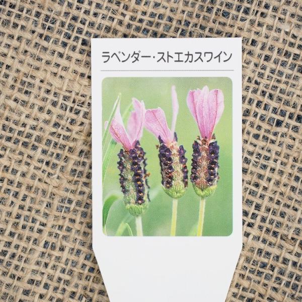 ラベンダー ハーブ 苗 ストエカスワイン 3号ポット苗 Tn08 135n001 01 苗木の専門店 グリーンでgo 通販 Yahoo ショッピング
