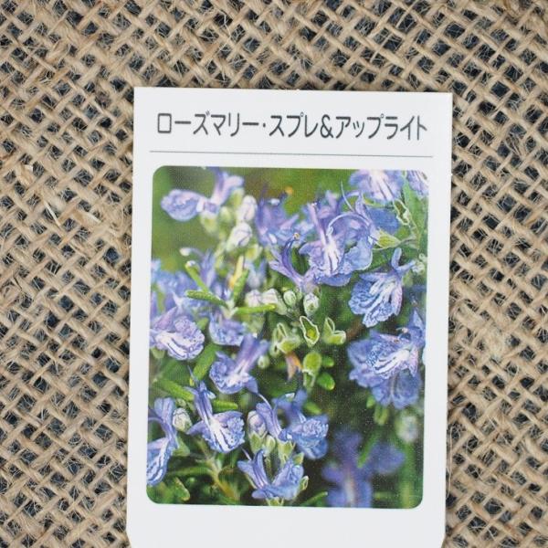 [Y}[ c yXvAbvCgz 3|bgc