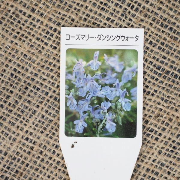 ローズマリー 苗 【ダンシングウォーター】 ハーブ 苗 ハーブティー 料理 ハーブバス ドライフラワー ポプリ 庭植え匍匐性タイプで、耐寒性はあまり強くありません。花色は淡い藤色でたくさんの花を咲かせてくれます。垂れ下る枝は、名前のとおり自...