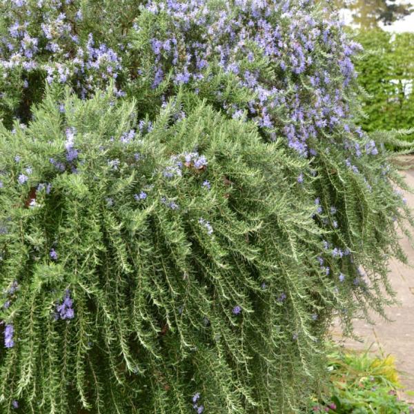 [Y}[ c yvXg^X i^Cv N[sOjz 3|bgc