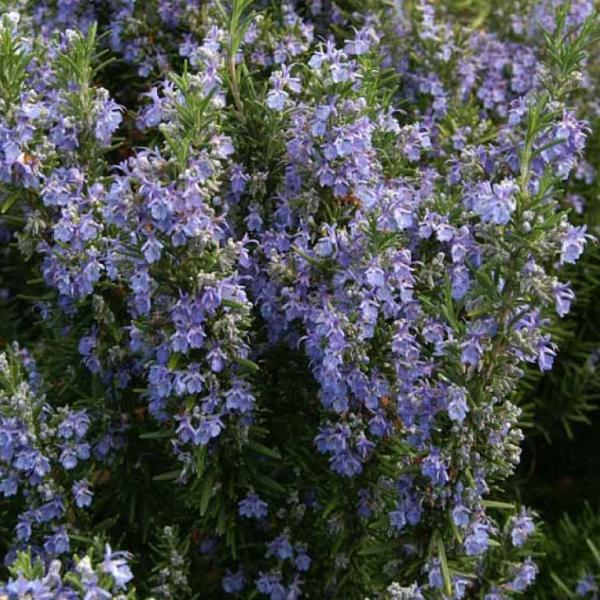 [Y}[  c yxlfu[ i^Cvjz 3|bgc