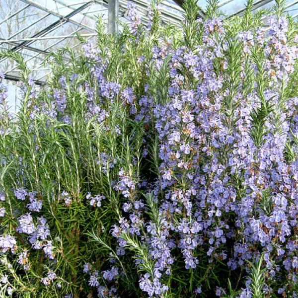 hanahiroba_tn08-199n001-01set