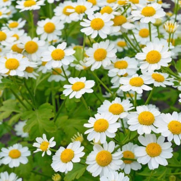 ハーブ 苗 ワイルドフィーバーフュー 3号ポット苗 Tn08 3n001 02 苗木の専門店 グリーンでgo 通販 Yahoo ショッピング