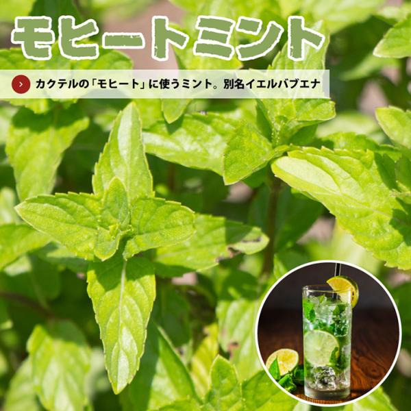 ミント 苗 【モヒートミント （イエルバブエナ）】 3号ポット苗 : 苗木