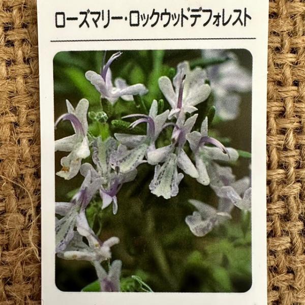 ローズマリー 苗 【ロックウッドデフォレスト】 ●ローズマリー「ロックウッドデフォレスト」の特長下へ這うように育っていくので、高い位置にある花壇から垂らしたり、ハンギングバスケットに植えるのがおすすめです。開花直前に収穫して乾燥、または冷凍...