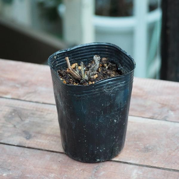 宿根草 苗 ロベリア ブルーセレクション 1年生 3号ポット苗 Buyee Buyee Japanese Proxy Service Buy From Japan Bot Online