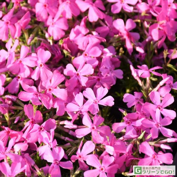 芝桜 シバザクラ 苗 【ダニエルクッション】 3号ポット苗 宿根草 しばざくら 多年草 耐寒性 耐暑性 常緑 グランドカバー芝桜はハナシノブ科の多年草でグランドカバーとして利用される事が多いです。    花ひろば実店舗でも人気の春の草花です...