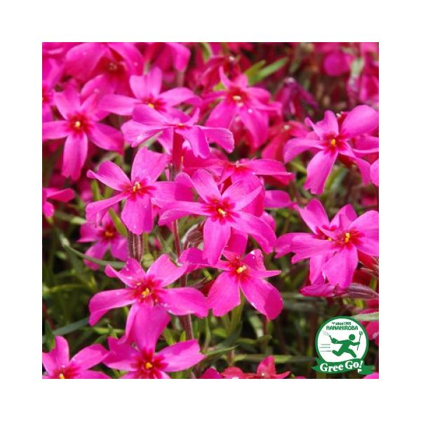 ō iVoUNj c yXJ[bgt[z 3|bgc