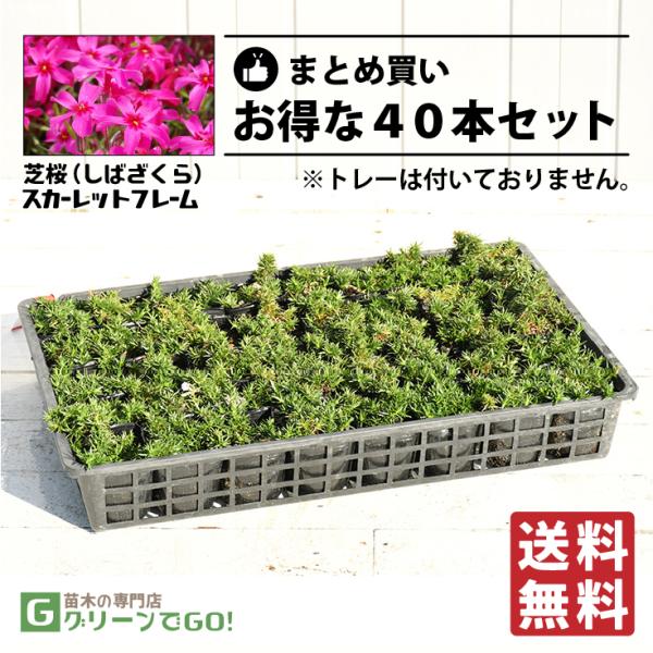 ◆送料無料◆ 芝桜 （シバザクラ） 苗 【スカーレットフレーム】 3号ポット苗×40本セット